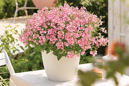Impatiens